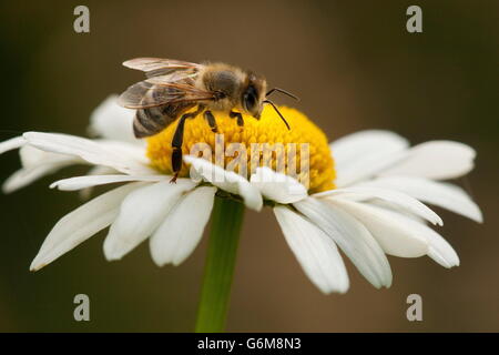 Europäische Honigbiene, Ochsen-Auge Gänseblümchen, Deutschland / (Apis Mellifera)(Leucanthemum vulgare) Stockfoto