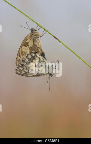 Schachbrettfalter, Paarung, Tau, Deutschland / (Melanargia Galathea) Stockfoto