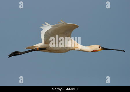 Eurasische Löffler, Texel, Niederlande / (Platalea Leucorodia) Stockfoto