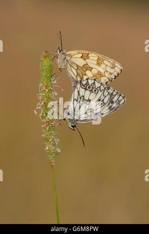 Schachbrettfalter, Paarung, Deutschland / (Melanargia Galathea) Stockfoto