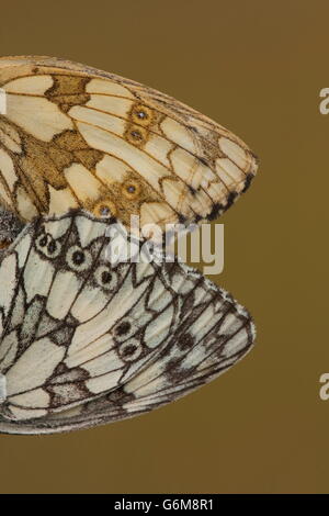 Schachbrettfalter, Paarung, Deutschland / (Melanargia Galathea) Stockfoto