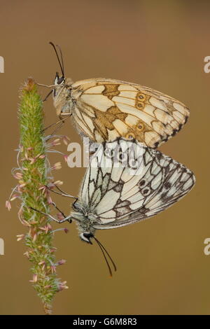 Schachbrettfalter, Paarung, Deutschland / (Melanargia Galathea) Stockfoto