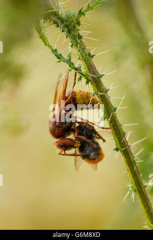 Europäische Hornisse, Erfassung Rotschwanz-Hummel, Deutschland / (Vespa Crabro)(Bombus lapidarius) Stockfoto