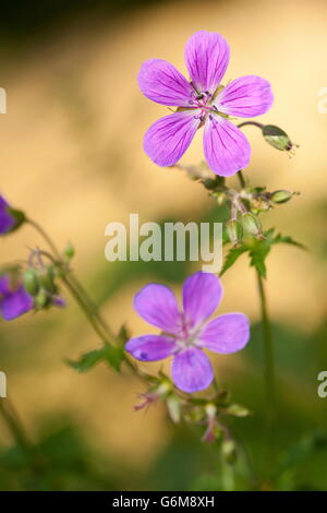 Holz-Storchschnabel, Deutschland / (Geranium Sylvaticum) Stockfoto