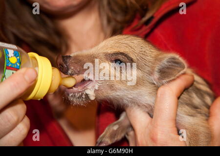 Wildschwein, Hand heben, Deutschland / (Sus Scrofa) Stockfoto