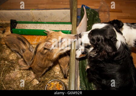 Wildschwein, Hund, Deutschland / (Sus Scrofa) Stockfoto