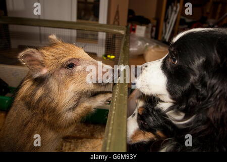 Wildschwein, Hund, Deutschland / (Sus Scrofa) Stockfoto