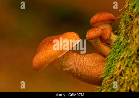 Armillaria Ostoyae, Deutschland / (Armillaria Solidipes) Stockfoto