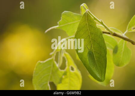 Lila Kaiser, Caterpillar, Ziege Weiden, Deutschland / (Apatura Iris) (Salix Caprea) Stockfoto