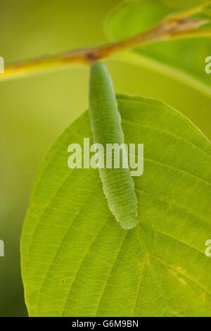 Gemeinsamen Schwefel, Raupe, Deutschland / (Gonepteryx Rhamni) Stockfoto