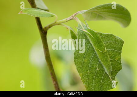 Lila Kaiser, Caterpillar, Ziege Weiden, Deutschland / (Apatura Iris) (Salix Caprea) Stockfoto