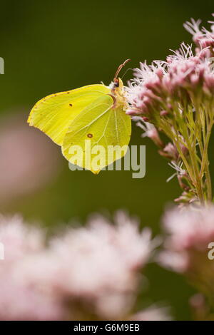 Gemeinsamen Schwefel, Deutschland / (Gonepteryx Rhamni) Stockfoto