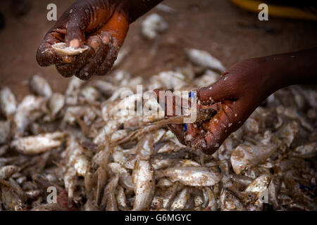 Yongoro, Sierra Leone - 30. Mai 2013: Westafrika, die Strände von Yongoro vor Freetown Stockfoto