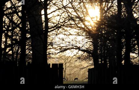 Hirse halten sich in Bracken auf, wenn die Sonne im Dunham Massey Park des National Trust, Altrincham, Cheshire, untergeht. Stockfoto