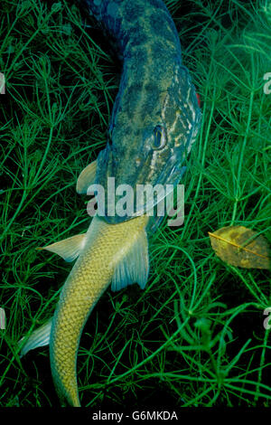 Hecht Essen gemeinsame Barben, Baden-Wurttemberg, Deutschland / (Esox Lucius), (Barbus Barbus) Stockfoto