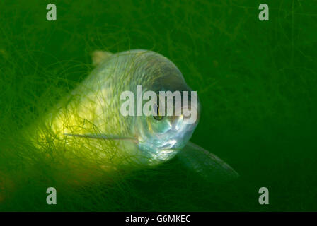 Preußische Karpfen / (Carassius Auratus Gibelio) Stockfoto