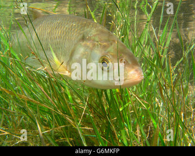 Gemeinsamen Dace / (Leuciscus Leuciscus) Stockfoto