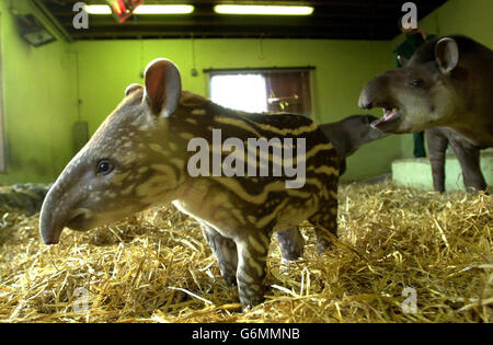 Die neugeborene brasilianische Tapir-Frau von Dublin Zoos nimmt etwas Übung in Anspruch. Das Kalb wurde am 19. Dezember 2003 geboren und ist der zwölfte Nachkomme der Mutter Harriet. In den tief liegenden Wäldern Kolumbiens, Brasiliens, Argentiniens und Paraguays geboren brasilianische Tapire nach 13 Monaten Tragzeit ein einziges Junges, wobei die Tiere nach etwa einem Jahr ihr markantes Streifenmuster - das als Tarnung auf dem Waldboden dient - verlieren. Stockfoto