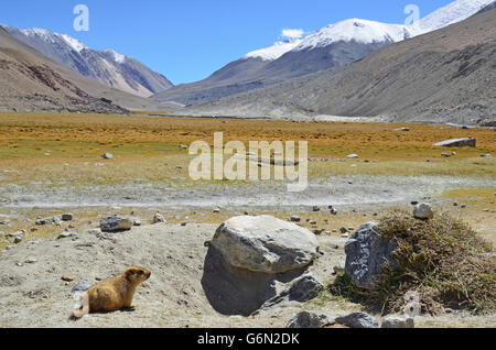 Himalaya-Murmeltier in freier Wildbahn, in ihrem natürlichen Lebensraum, Changthang-Tal, Ladakh, Indien Stockfoto