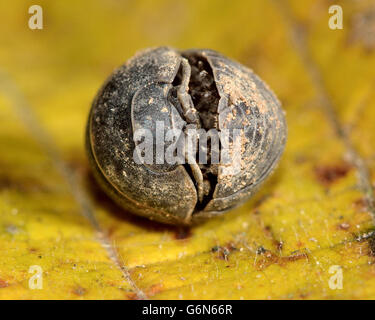 Armadillidium Depressum Assel zusammengerollt in Kugel. Terrestrische Krebstiere in eine defensive Kugel, in der Familie Armadillidiidae Stockfoto