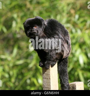 South American Goeldi Marmoset Affen (Callimico Goeldii) posiert auf einem Zaun Stockfoto