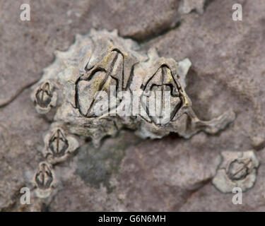 Eichel Barnacle (Semibalanus Balanoides). Ansammlung von Krebstiere auf Felsen am britischen Küste in Familie Archaeobalanidae Stockfoto