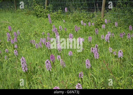 Mischung aus Affe und Lady Orchidee Orchis Simia x O. Purpurea = O. X angusticruris, Oxfordshire, Vereinigtes Königreich. Juni. Stockfoto