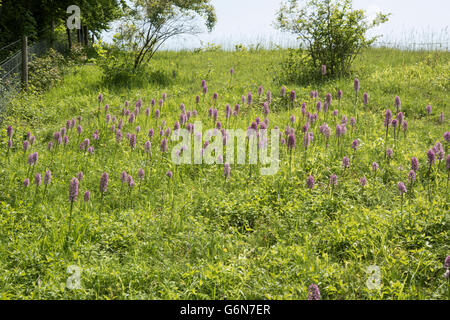 Mischung aus Affe und Lady Orchidee Orchis Simia x O. Purpurea = O. X angusticruris, Oxfordshire, Vereinigtes Königreich. Juni. Stockfoto