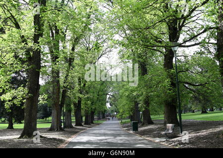 Eine Allee von englische Ulmen in Fitzroy Gardens Melbourne Australien Stockfoto