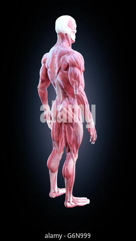 Detaillierte Muskeln Anatomie Abbildung Stockfoto