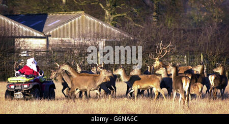 Parkwächter Graeme Taylor kleidete sich als Weihnachtsmann mit Hirschen im Scottish Deer Center, im Bug of Fife, in der Nähe von St. Andrews. Stockfoto