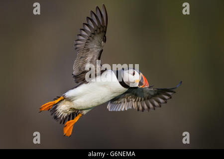 Papageitaucher (Fratercula Arctica) kommen ins Land mit an den Docht, Skomer Island, Pembrokeshire Stockfoto