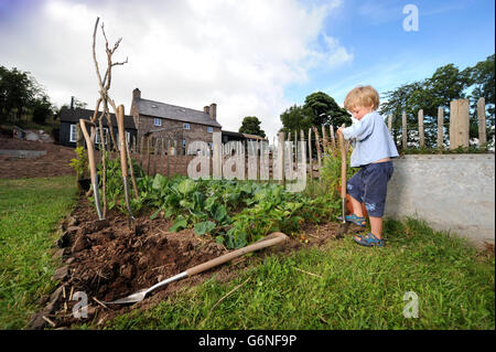 Ein drei Jahre alter Junge gräbt der Familie Gemüsebeet an einem Welsh Mountain home UK Stockfoto