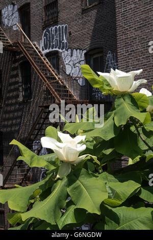 Landschaftsbau auf High Line Park, New York Stockfoto