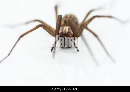 Ein riesiges Haus Spinne (Eratigena atrica) Stockfoto