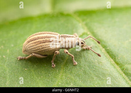 Eine breite Nase Rüsselkäfer (Aphrastus Taeniatus) hockt auf einem Blatt. Stockfoto