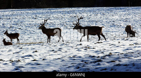 Im Studley Royal in der Nähe von Ripon, North Yorkshire, halten Hirsche Futter durch den Schnee. Stockfoto