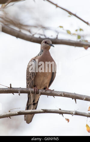 Taube, entdeckt Spilopelia Chinensis, artenreichen, Ranthambore Nationalpark, Indien, Asien Stockfoto