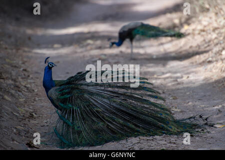 Indischen Pfauen, Pavo Cristatus, Phasianidae, Ranthambore Nationalpark, Indien, Asien Stockfoto