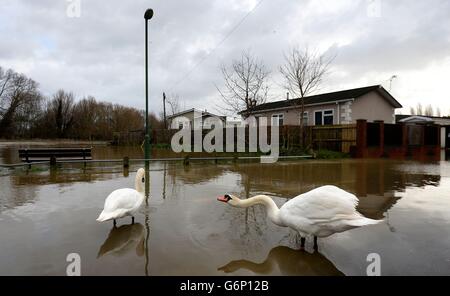 Zwei Schwäne umherwaten das Hochwasser des Flusses Stour im Iford Bridge Home Park in Bournemouth. Bewohner des Iford Bridge Home Park, der den Fluss Stour überblickt, mussten wegen der Warnungen vor möglichen Überschwemmungen aufgrund des Windes und der hohen Gezeiten über Nacht evakuiert werden. Stockfoto