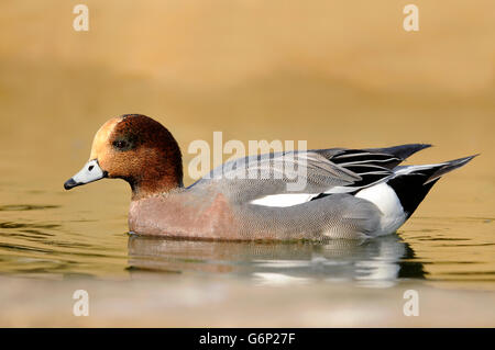 Horizontales Porträt des eurasischen Kerkers, Mareca penelope (Anas penelope), erwachsener Mann, der auf dem Wasser schwimmt. Stockfoto