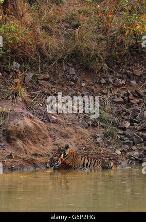 Tiger-Mutter und Jungtiere im Wasser Stockfoto