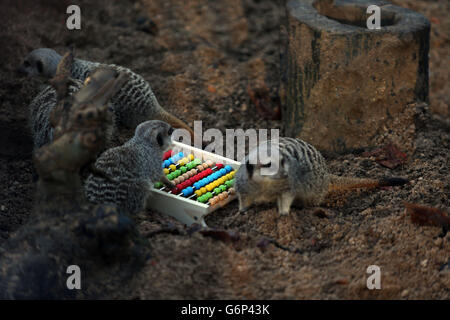 Zoobewohner stehen Schlange, um gezählt zu werden. Erdmännchen werden während der jährlichen Bestandsaufnahme im ZSL London Zoo, Regent's Park, London, gezählt. Stockfoto