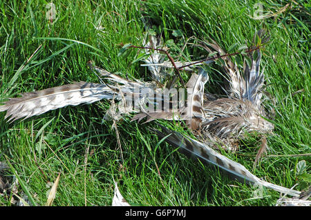 Reste der weiblichen Fasan in einem Feld. Stockfoto