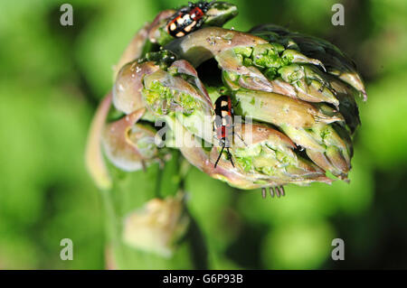 Spargel-Käfer (Crioceris Asparagi) auf Spargel-Kopf. Eiern sichtbar Stockfoto