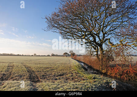 Entwässerungsgraben auf die Küstenebene. Winter. Frost. Stockfoto