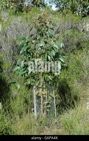 Geschützten junge Eukalyptus-Baum gepflanzt zu gewinnen und Koalas zu ernähren. Stockfoto