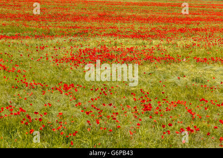 Rote Mohnblumen in einem Feld von Ackerland, England. Stockfoto