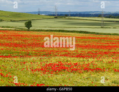 Rote Mohnblumen in Ackerland Felder, Pylonen und Bauernhaus in Ferne. In Kirkby-In-Ashfield, Stockfoto