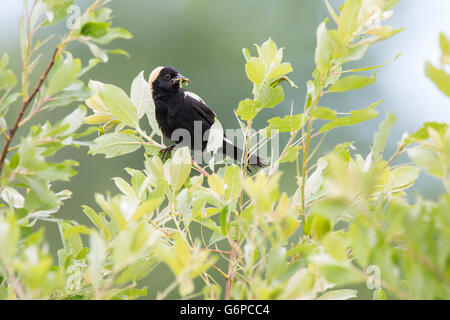 Ein Männchen isoliert Bobolink (Dolichonyx Oryzivorus) auf grünem Hintergrund Stockfoto